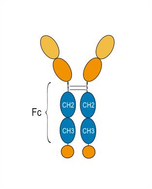 Experimental Validation Results for Efclarofusp alfa